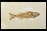 Uncommon, Fossil Fish (Mioplosus) - Wyoming #119650-1